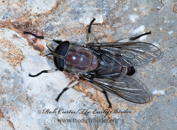 Leucotabanus ambiguus  HORSE FLY 7009586z