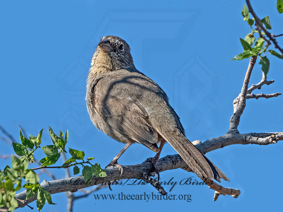 Melozone fuscus  CANYON TOWHEE 3037232z