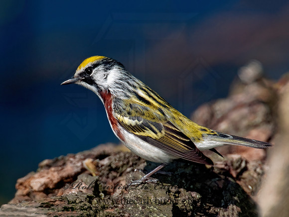 Setophaga pennsylvanica  CHESTNUT-SIDED WARBLER 3008050z