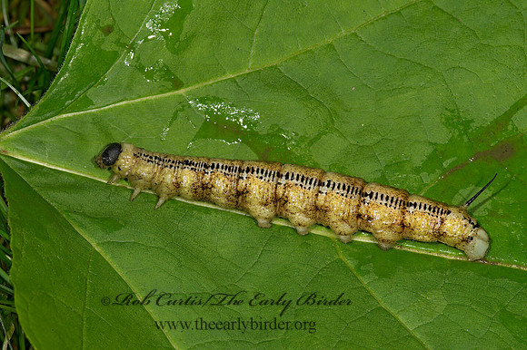 Ceratomia catalpae  CATALPA SPHINX 9040103z