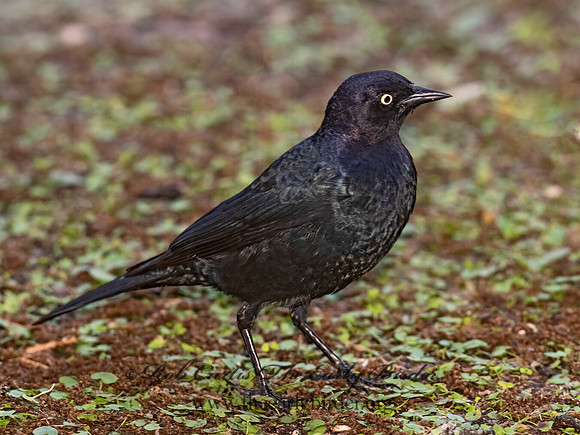Euphagus cyanocephalus  BREWER'S BLACKBIRD 3029998z