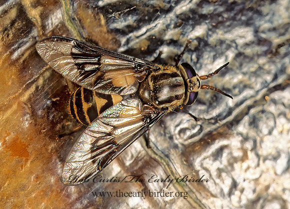 Chrysops callidus 171821z