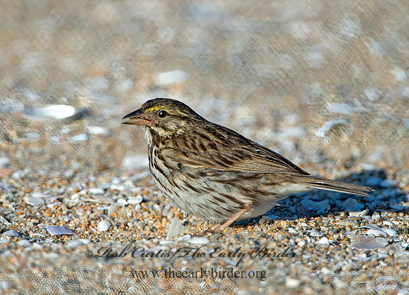 Passerculus sandwichensis  SAVANNAH SPARROW 9057607z