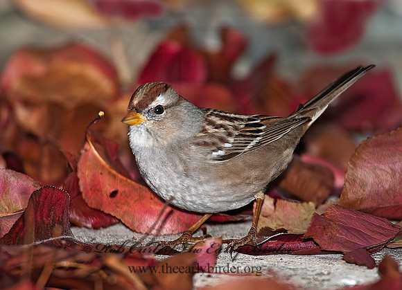Zonotrichia leucophrys  WHITE-CROWNED SPARROW 8020696z