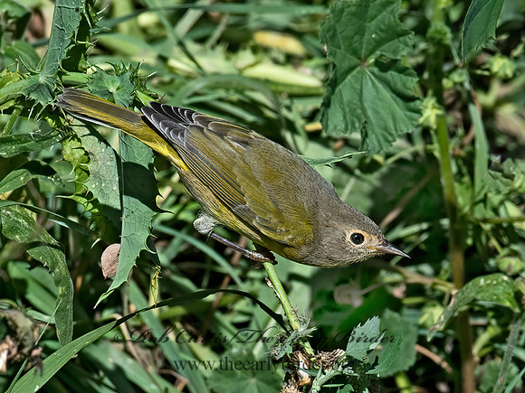 Oreothlypis ruficapilla  NASHVILLE WARBLER  6041117z