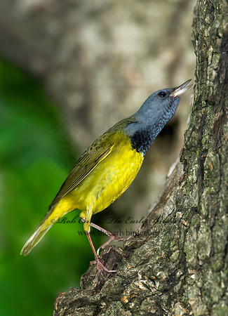 Geothlypis philadelphia  MOURNING WARBLER 7016765z