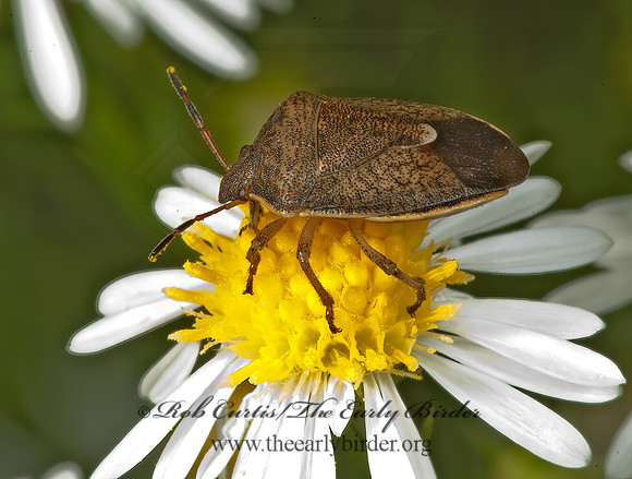 Holcostethus limbolarius 5016084z