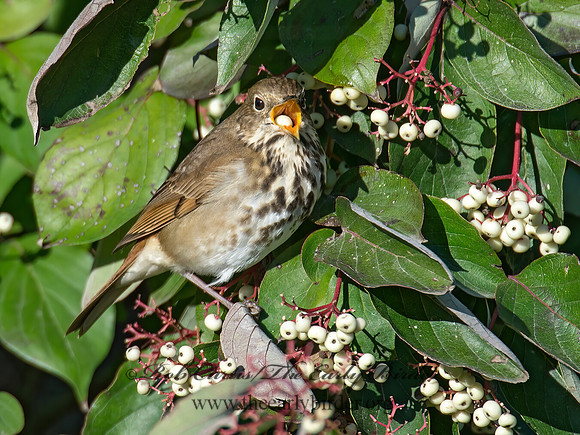 Catharus guttatus  HERMIT THRUSH 9015460z