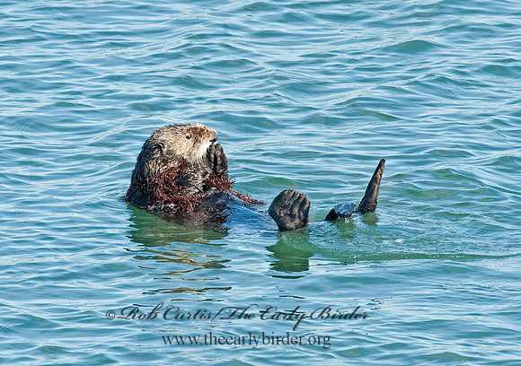 Enhydra lutris nereis  SOUTHERN SEA OTTER 8020404 z