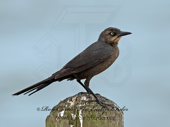 Quiscalus mexicanus  GREAT-TAILED GRACKLE 3028691z