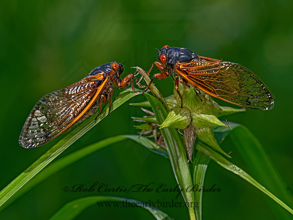 Magicicada septemdecim 17-YEAR CICADA 3043633z-