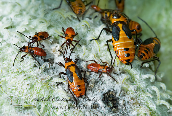 Oncopeltus fasciatus  LARGE MILKWEED BUG 5001118z