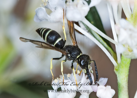 Ancistrocerus adiabatus 7010298~z