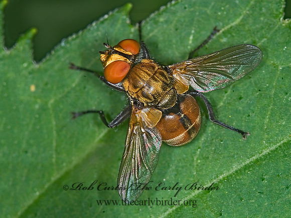 Gymnoclytia occidua  PHASIINAE TACHINID FLY 6007638z