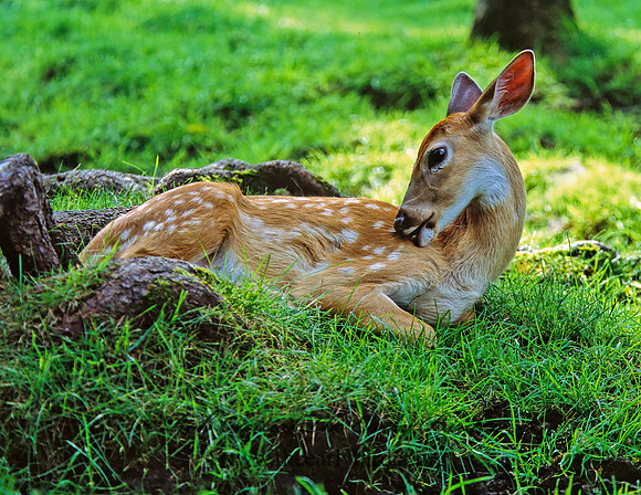 Odocoileus virginianus  WHITE-TAILED DEER 301515z