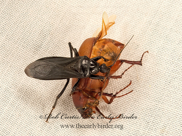 Melanolestes picipes  BLACK CORSAIR 9052150z