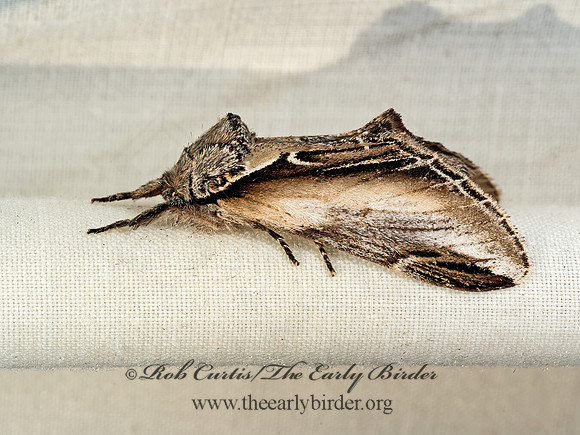 Pheosia�rimosa  BLACK-RIMMED PROMINENT 9048480z