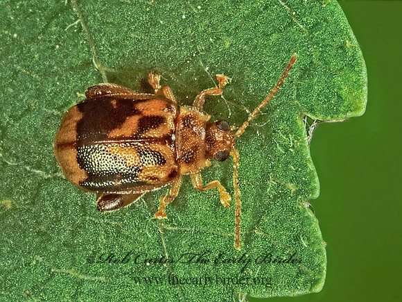 Capraita sexmaculata  FLEA BEETLE 1288010z