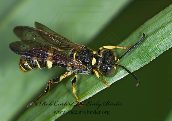 Cerceris  WEEVIL WASP 6012162z