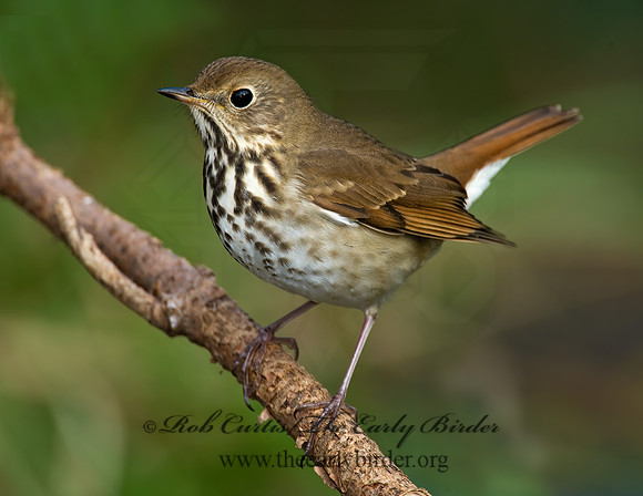 Catharus guttatus  HERMIT THRUSH 8019197z