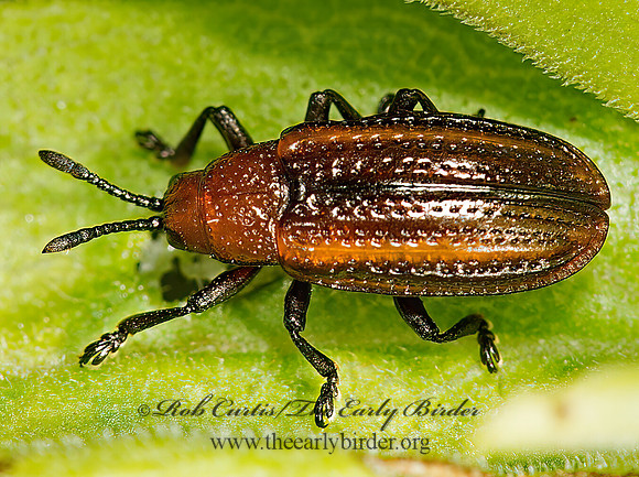 Microrhopala vittata  GOLDENROD LEAF MINER 9024311z