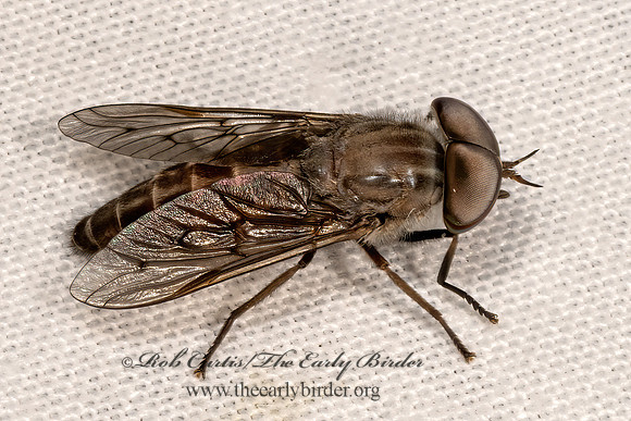 Tabanus HORSE FLY  3040183z