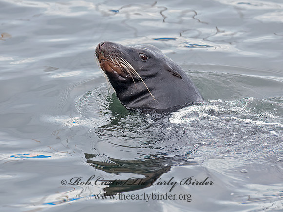 Zalophus californianus  CALIFORNIA SEA LION 7017592z