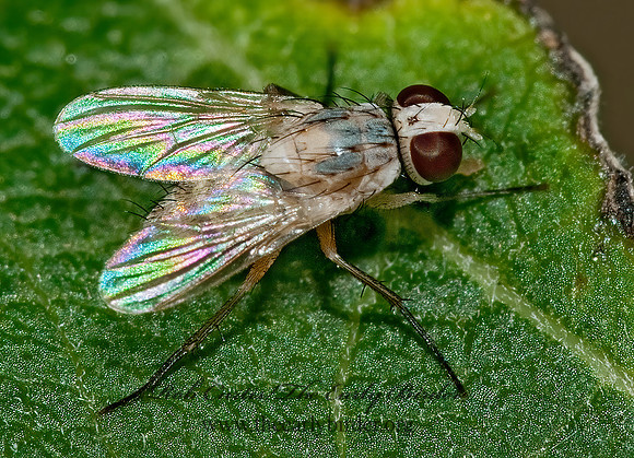 Allognota semivitta~  SOLDIER FLY~ 3008956z