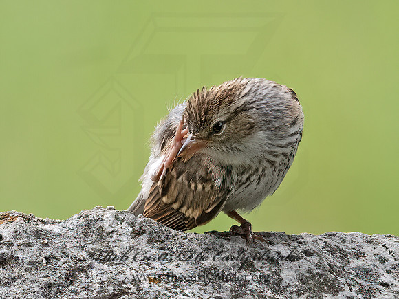 Spizella passerina  CHIPPING SPARROW 3035185z