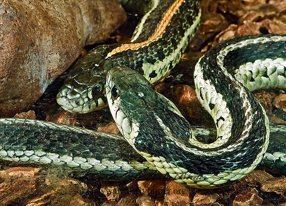 Thamnophis sirtailis  EASTERN GARTER SNAKE 4002447 Eastern & Plains Garter Snakesz