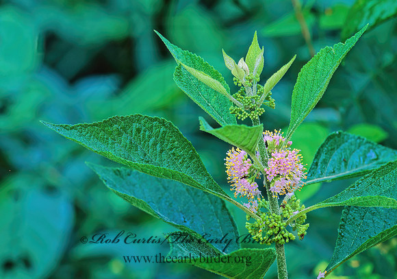 Callicarpa americana  BEAUTYBERRY 263020z