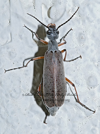 Epicauta nigritarsus 6026644 z