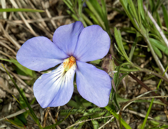Viola pedata  BIRDSFOOT VIOLET 4001469z