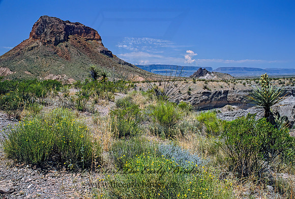 CHIHUAHUAN DESERT 71425z