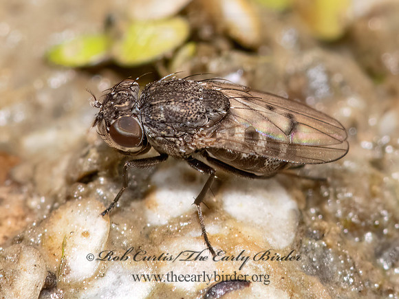 Paralimna punctipennis SHORE FLY 3025981z