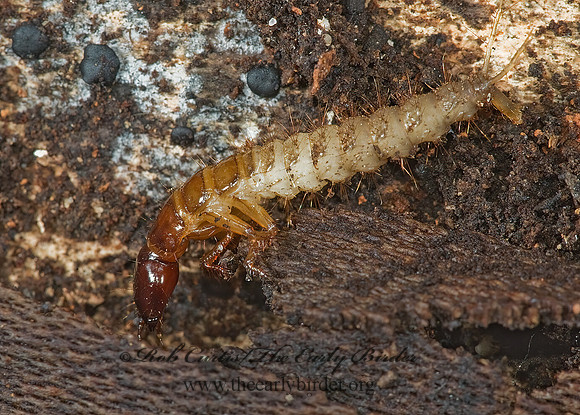Staphylinidae 5003137z