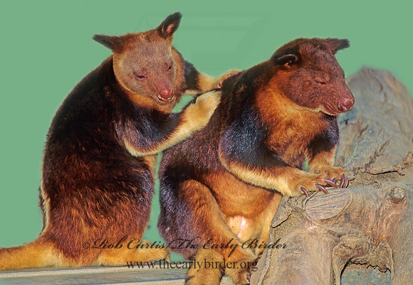 Dendrolagus goodfellowi  TREE KANGAROO 126723a1z