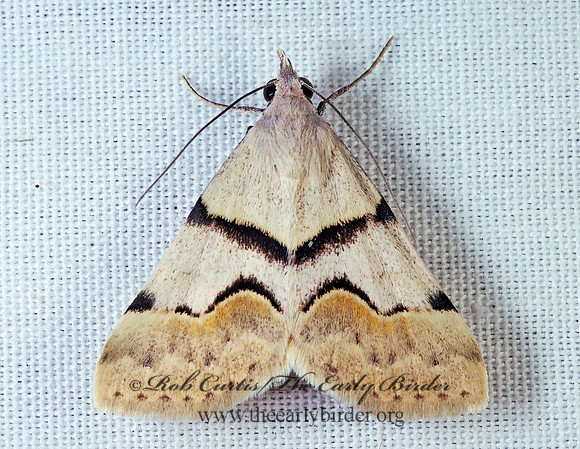 Hemeroplanis incusalis PHYTOMETRINI EREBID MOTH