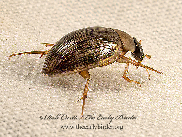Berosus  WATER SCAVENGER BEETLE 9052756z