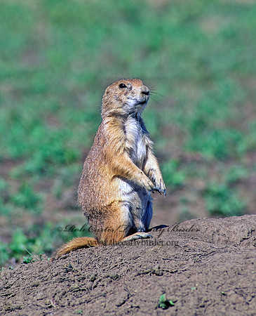 Cynomys ludovicianus  BLACK-TAILED PRAIRIE DOG 134317z