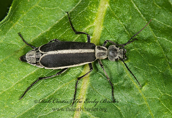 Epicauta pestifera 8007789z