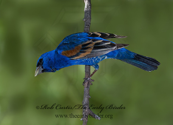 Guiraca caerulea  BLUE GROSBEAK 7006705z