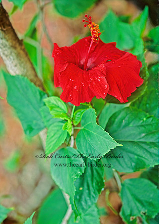 Hibiscus rosaceus  HIBISCUS 247910z