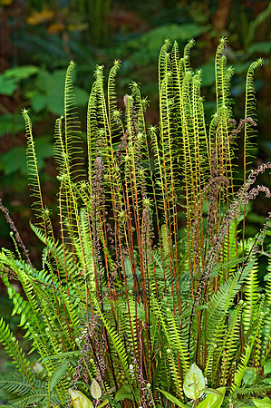 Blechnum spicant  DEER FERN 9059298z