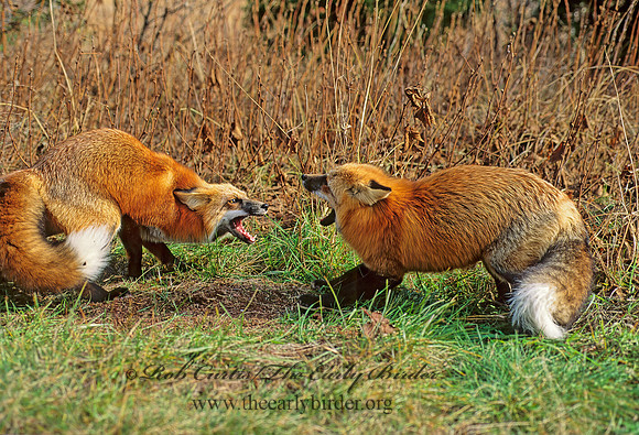 Vulpes vulpes  RED FOX 62333 z