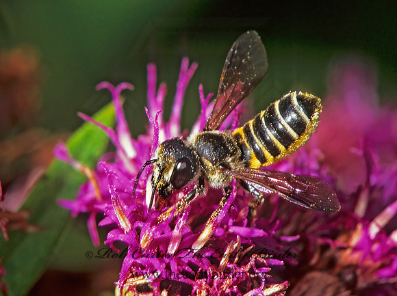 Megachile 1274027 Fz