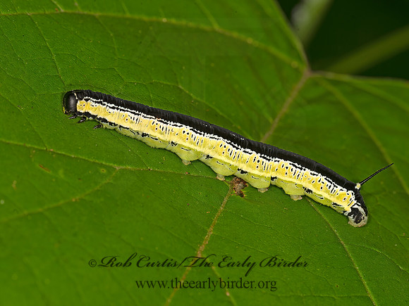 Ceratomia catalpae  CATALPA SPHINX 9047167z
