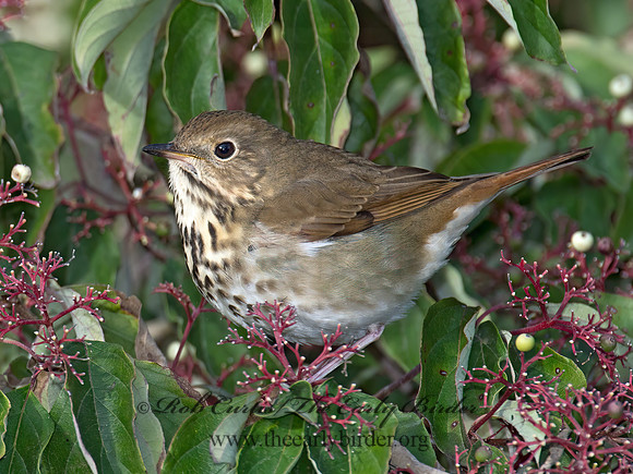Catharus guttatus  HERMIT THRUSH 9015596z
