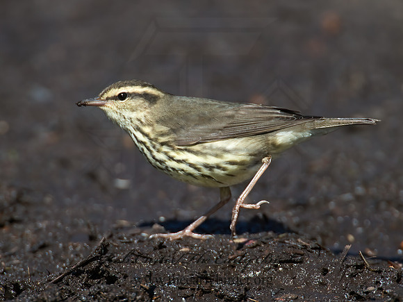Parkesia noveboracensis  NORTHERN WATERTHRUSH 9005133z