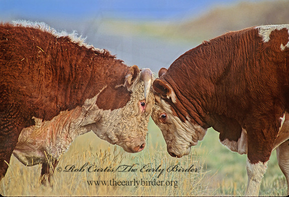 Bos taurus  BULL 104814z